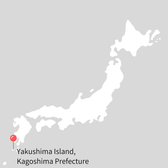 2024 First Flush Fukamushi Sencha - Yutaka Midori Cultivar from Yakushima Island, Kagoshima