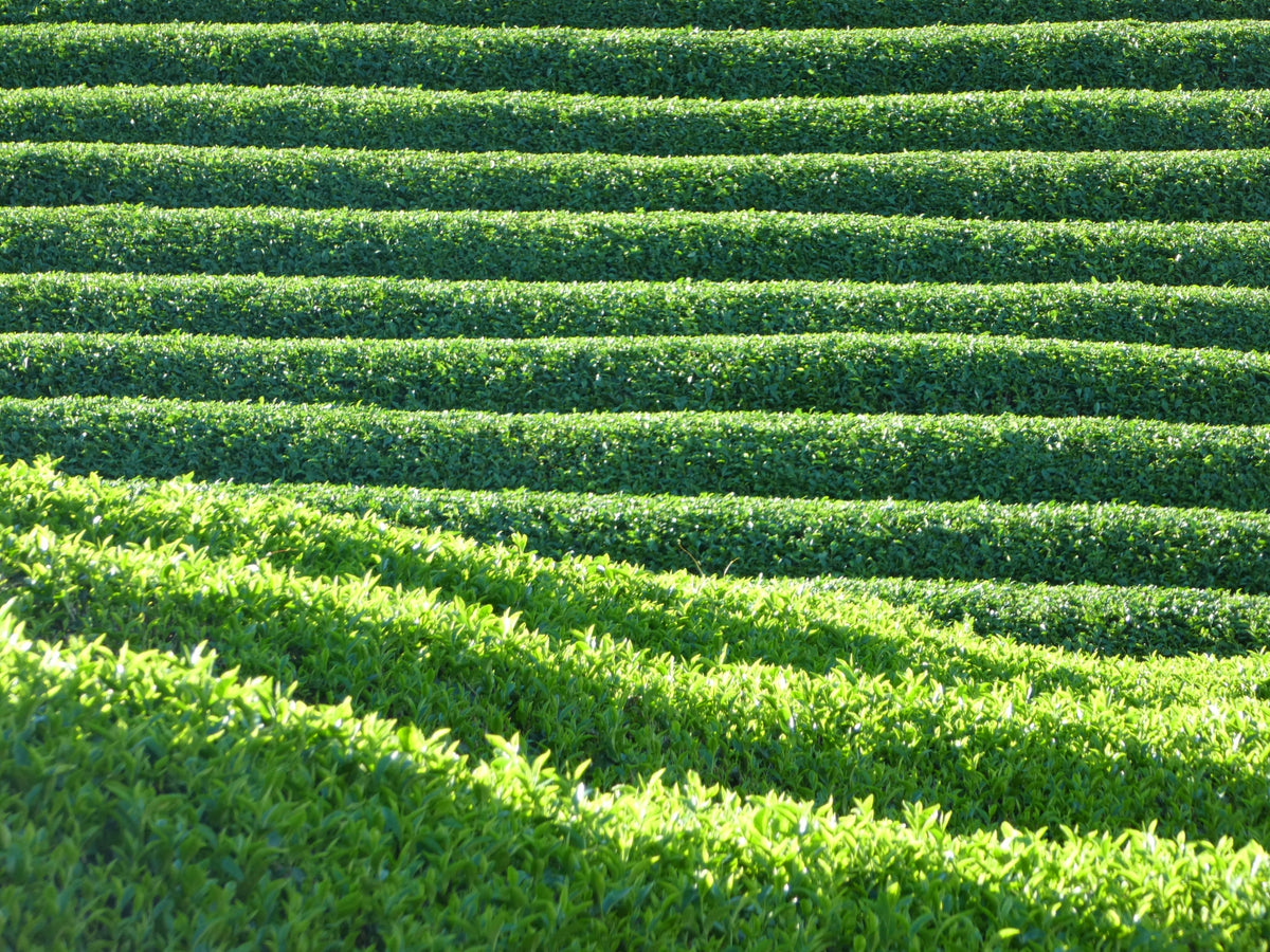 What is Single Origin Green Tea ? – LILIKU TEA