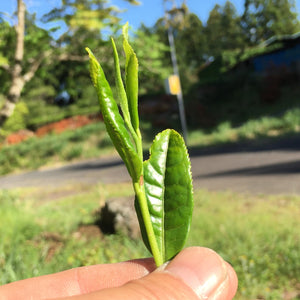 All You Need To Know About Ichibancha (First Flush Green Tea)