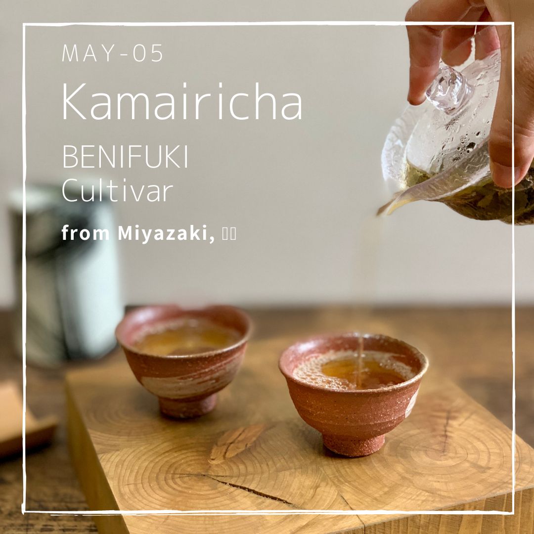 5 tea varieties of 2023 First Flush from Kyushu region - Sencha, Kamairicha and Tamaryokucha