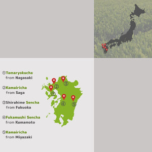 5 tea varieties of 2023 First Flush from Kyushu region - Sencha, Kamairicha and Tamaryokucha