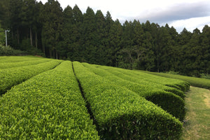 Tenugui - Ocha, Light Green / Dark Green – LILIKU TEA